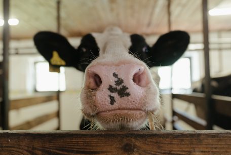 Could milk be kinder?