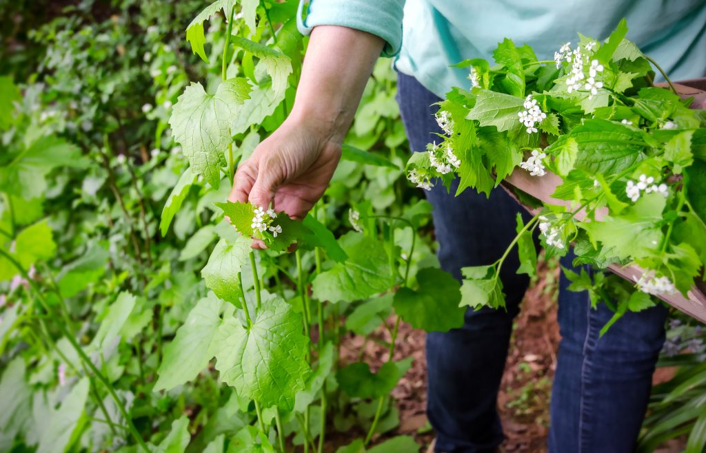 Forage And Cook