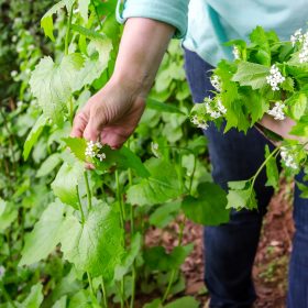 Forage And Cook