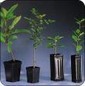 Triple Pack of 3 Truffle Trees