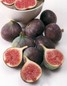 Fig Plant Gialloro or ’Fioroni’