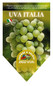 White Table Grape Italia Plant